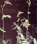 French Sorrel Rumex acetosa