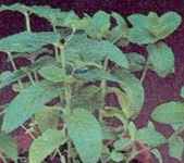 Spearmint Menthus spicata plant leaves