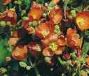 Orange Globe Mallow sphaeralce incana Perennial