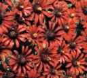 Red spider zinnia tenuiflora
        Annual