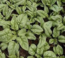 Bloomsdale Longstanding Heirloom Spinach plant seed