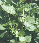 Malabar Spinach