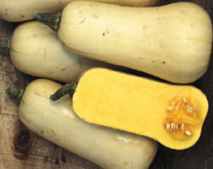 Butternut squash