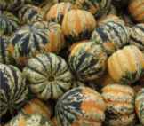 Carnival squash