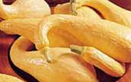 Yellow Crookneck squash