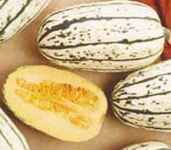 Delicata squash