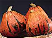 Lacota squash