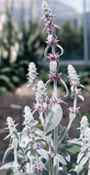 Lambs Ears Stachys byzantium