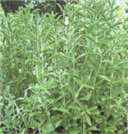 stevia