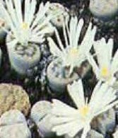 Living Stones Mix cactus flower