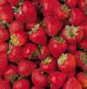 Honeoye Strawberry