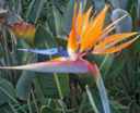 strelitzia reginae