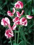 America Sweet peas Lathyrus odoratus