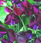 Black Knight Sweet peas Lathyrus odoratus