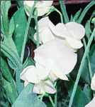 Lady Grisel Hamilton Sweet peas Lathyrus odoratus
