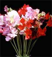 Knee High Mix Sweet peas Lathyrus odorata var. nanellius