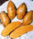 Centennial Sweet Potato