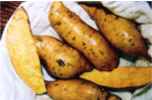 Porto Rico Sweet Potato