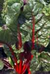 Red Rhubarb Swiss chard