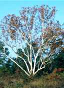 sycamore tree Plantanus occidentis
      Planetree Buttonwood Platano