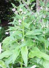 comfrey symphytum officinale uplandicum knitbone boneset consound blackwort bruisewort slippery