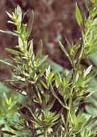 Russian Tarragon Artemisia drancunculus