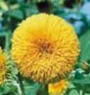teddybear sunflower Helianthus annuus