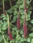 Purple Tails Germander teucrium