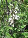 American Germander Creeping Wood sage teucrium