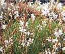 gaura bride