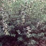 Red Creeping Thyme plant