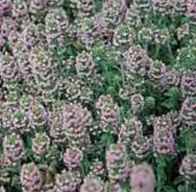 Thyme Summer Thymus praecox   10,000 seeds