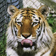 ME'S ZOO TIGER