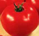 Abe
        Lincoln tomato