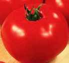 Abe
        Lincoln tomato