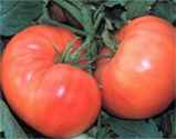 Amana Orange
        tomato