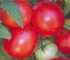 Arkansas Traveler tomato