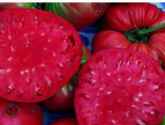 Belgium Giant tomato