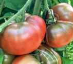 Black
        Krim tomato