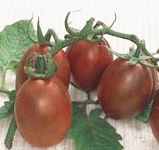 Black Russian Plum tomato