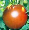 Black Prince tomato