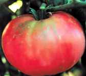 Brandywine tomato