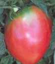 Bull's
        Heart tomato