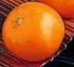 Carolina gold tomato