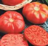 Caspian Pink tomato