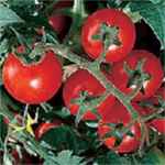 Chadwick
        Cherry tomato