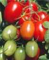Juliet
        tomato