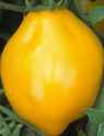 Yellow Plum tomato