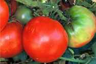 Marglobe
        tomato