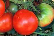 Marglobe
        tomato